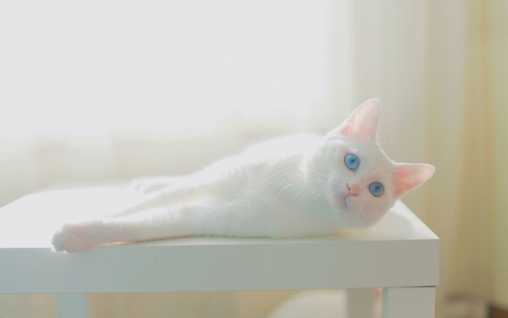 可爱白色网红猫咪