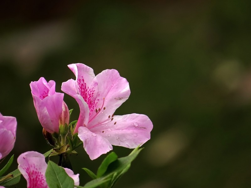 雨后的粉花杜鹃图片