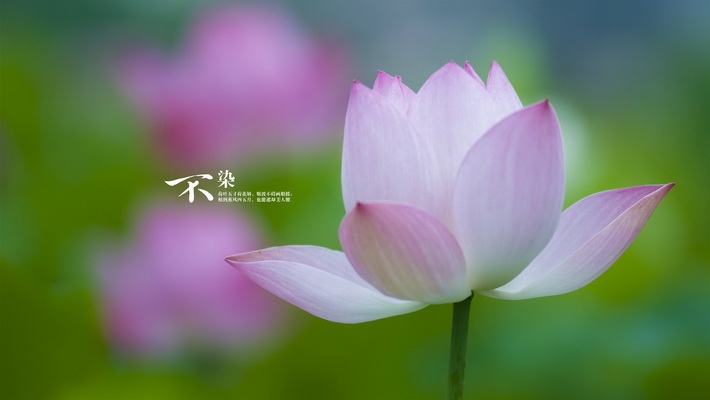 清凉夏天图片win8壁纸下载