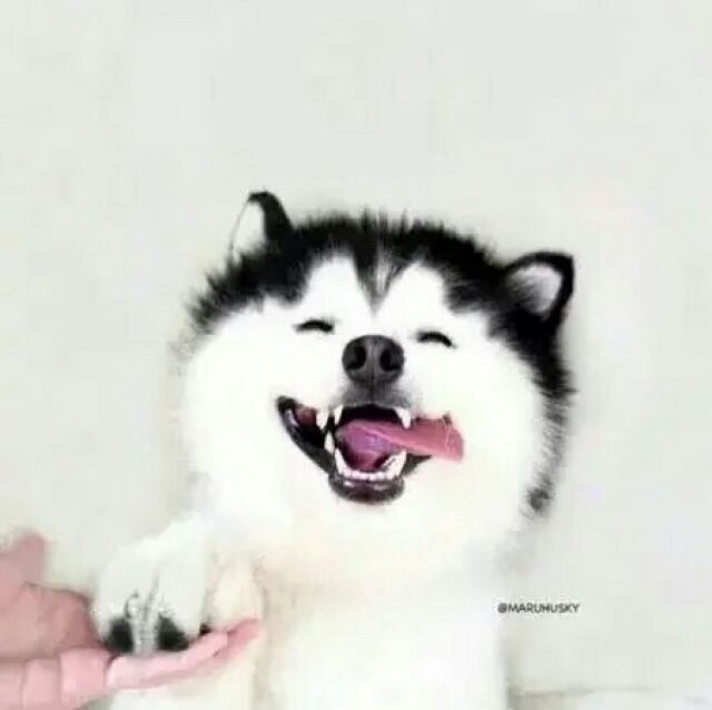 想养一只柴犬和二哈