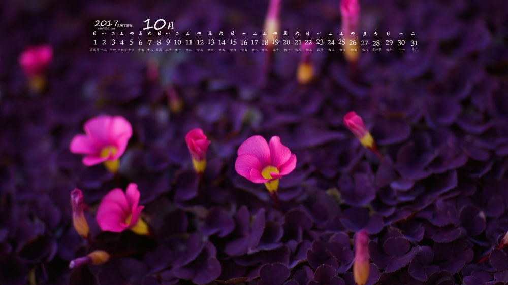 2017年10月亮丽的花朵摄影高清日历壁纸