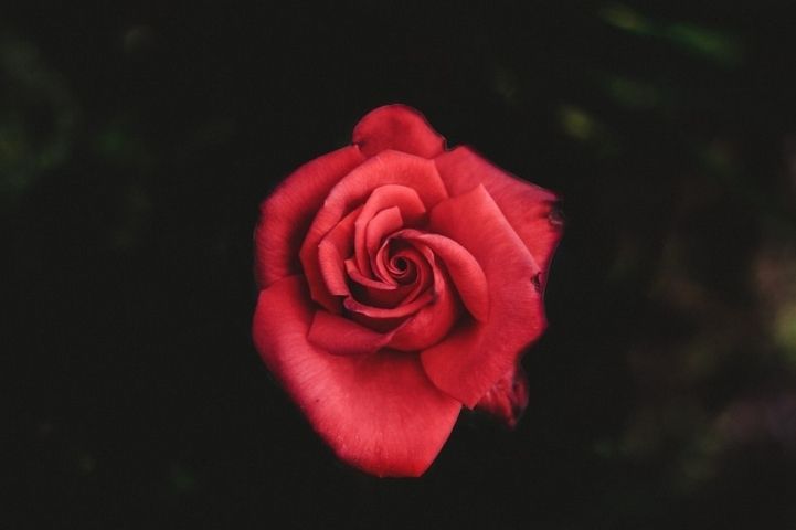 美丽娇艳的红玫瑰花卉特写图片大全