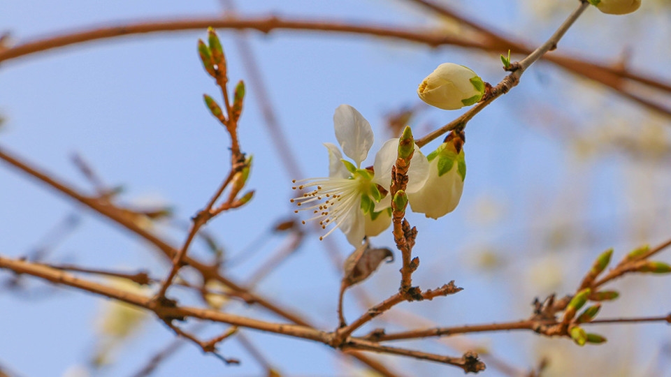 北京玉渊潭公园百花齐绽花草图片