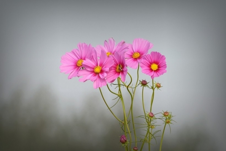 秋日美丽的波斯菊花卉图片摄影