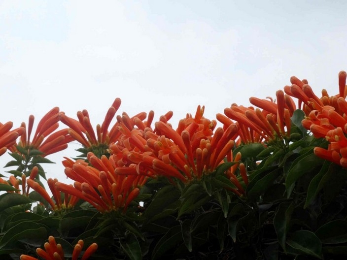 初夏红橙色炮仗花花卉图片赏析