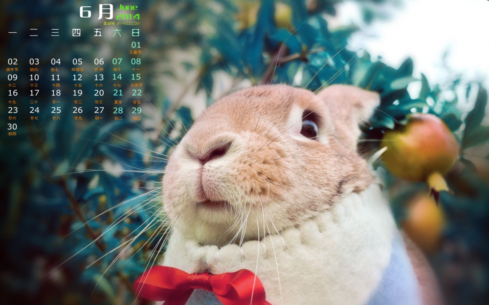 2014年6月日历桌面壁纸可爱超萌兔子图片