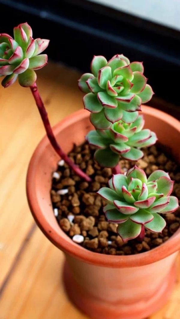 裂痕留在了回首时的刹那 多肉植物唯美图片