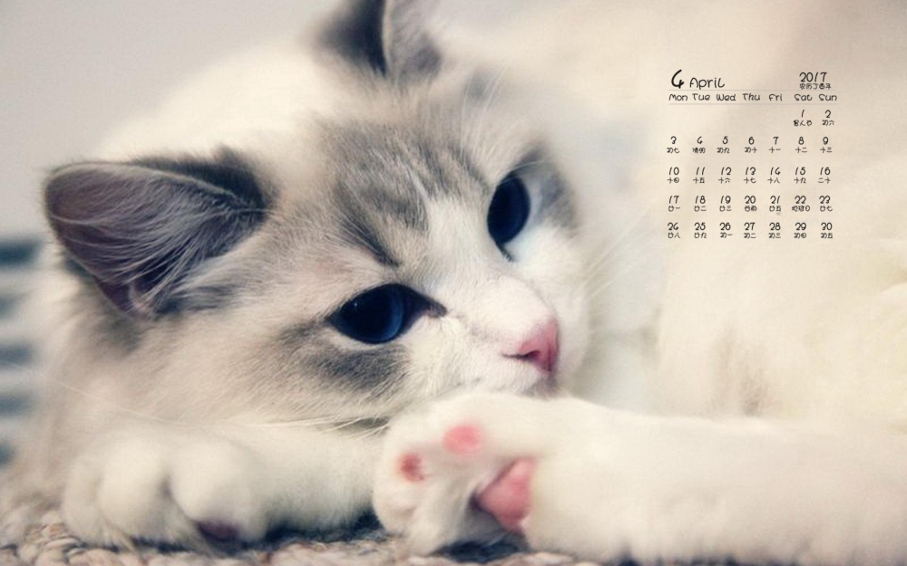 2017年4月布偶猫可爱呆萌日历壁纸