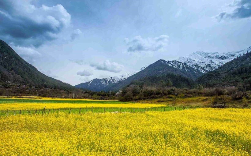 西藏林芝桃花风景高清电脑桌面壁纸