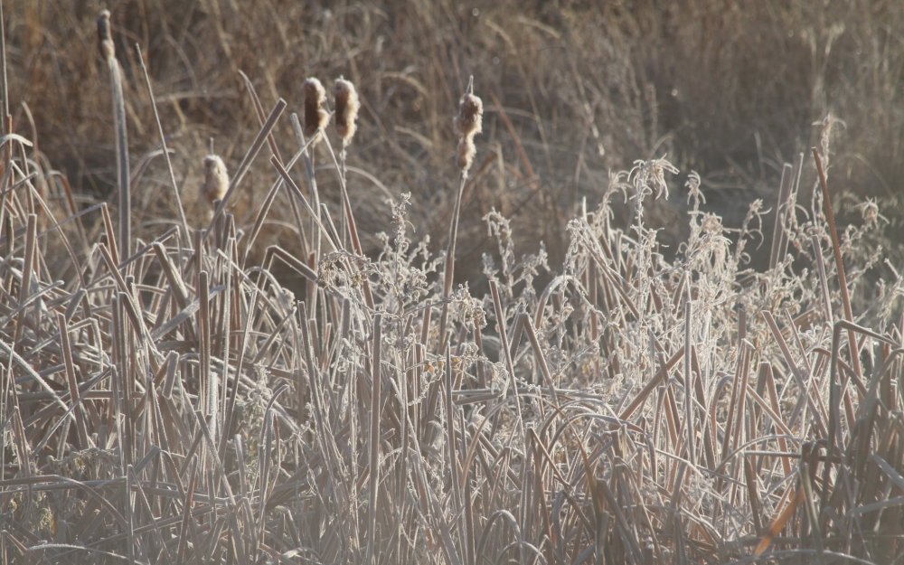 摄影冬季落满冰雪的花草植物唯美图片