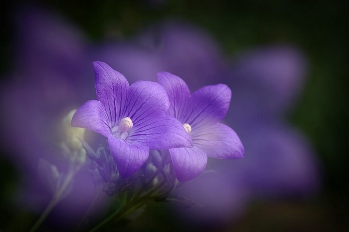 清幽淡雅的紫色桔梗花花卉壁纸