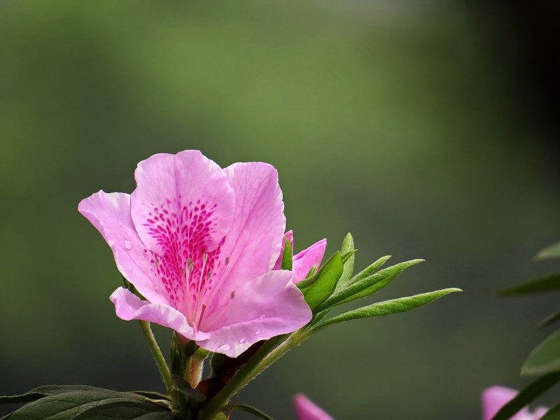 雨后的粉花杜鹃图片