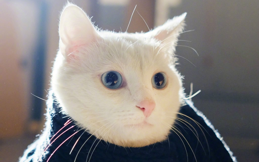 优秀傲娇的猫~om