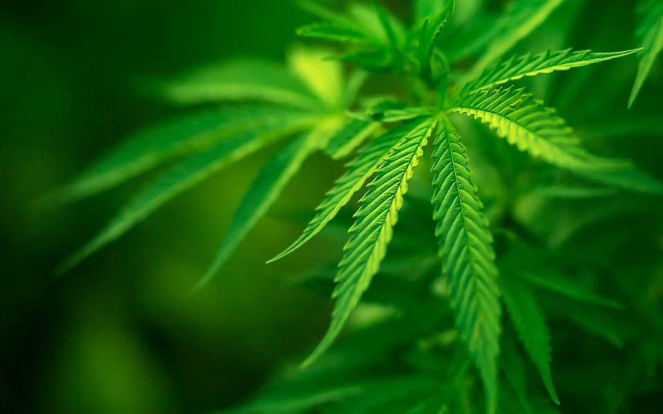 绿色自然美景护眼壁纸