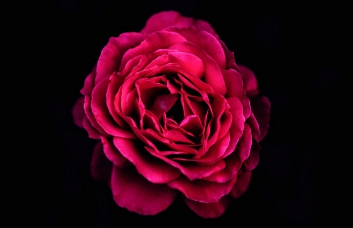 美丽娇艳的红玫瑰花卉特写图片大全