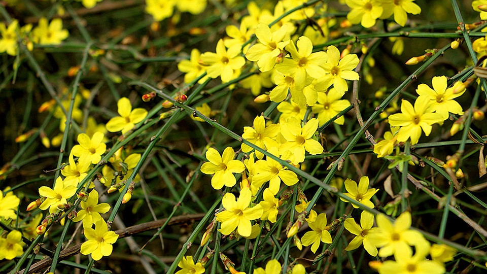 北京玉渊潭公园百花齐绽花草图片