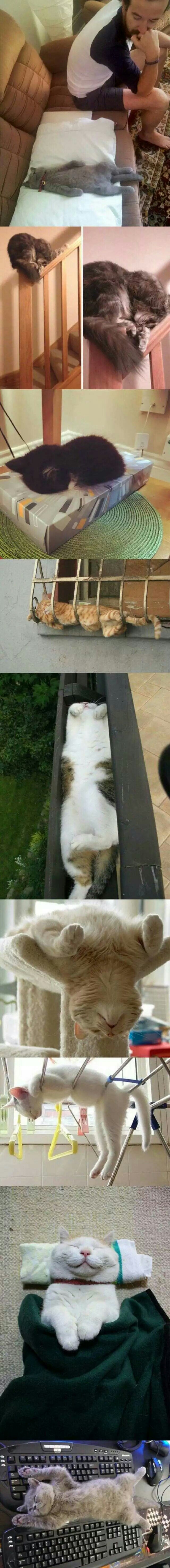 猫大爷：只要我想睡，哪里都是床