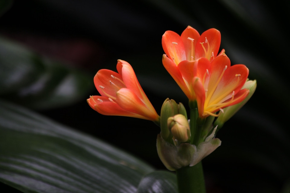 橙色垂笑君子兰花卉植物图片大全