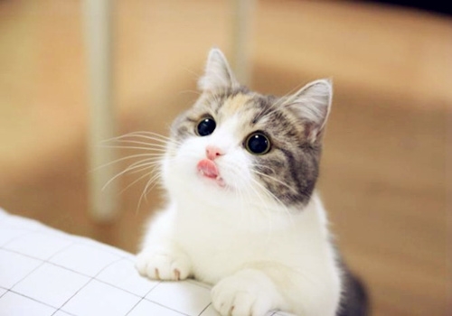 表情丰富的萌宠猫咪可爱图片