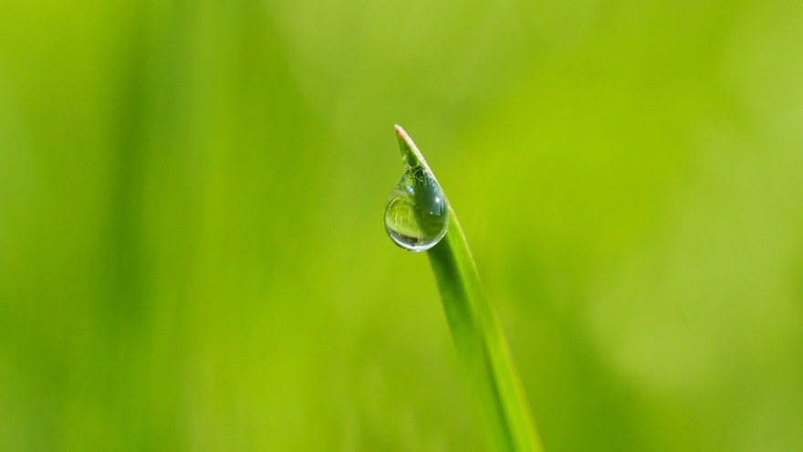 雨后带露珠的青草高清图片