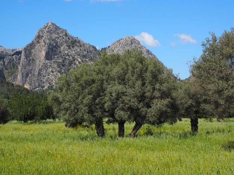 茁壮的橄榄树植物图片
