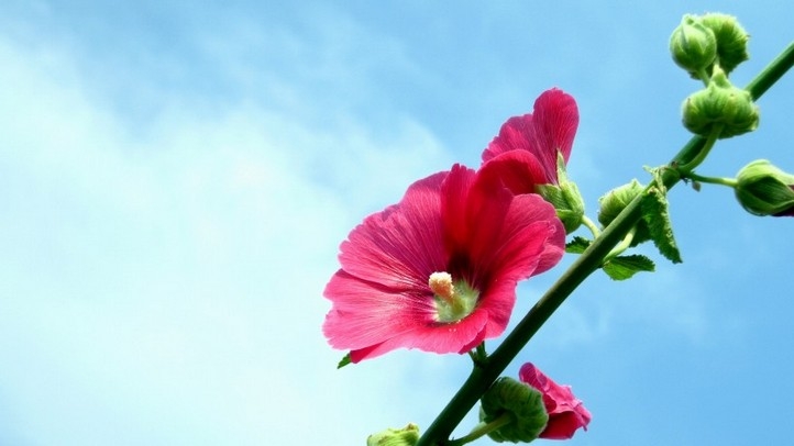 唯美的木芙蓉花卉植物图片