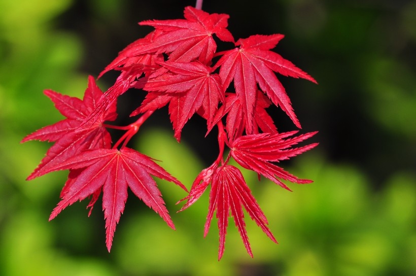 红色枫叶植物图片