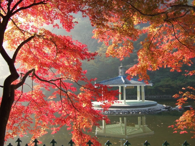 秋季唯美枫叶风景图片