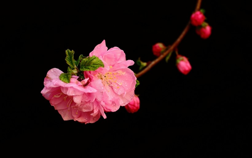美丽的榆叶梅植物图片