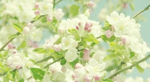 五彩缤纷的鲜花唯美意境图片