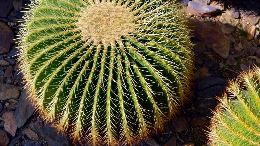 植物仙人球图片