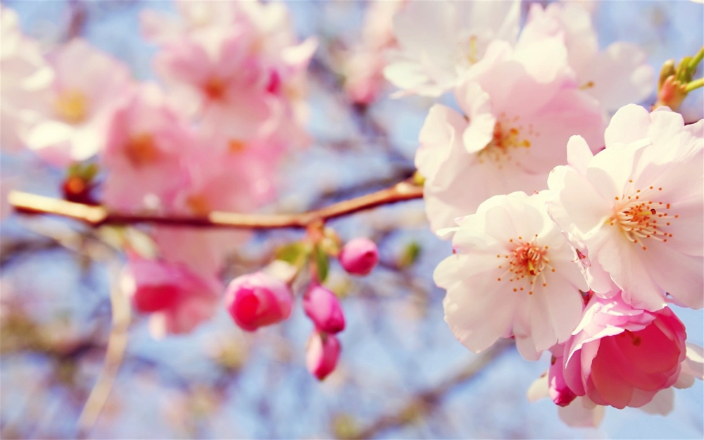 初春唯美植物桃花摄影图片
