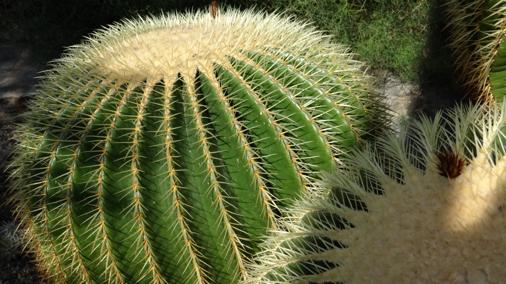 植物仙人球图片