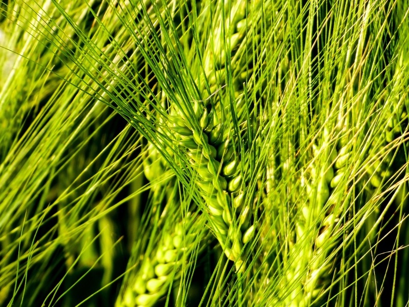 绿色的小麦植物图片
