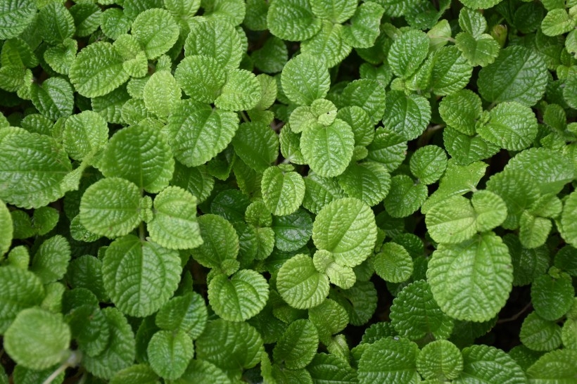 绿色薄荷植物图片