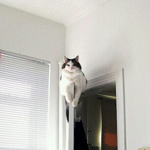 那些可爱的萌宠猫咪图片
