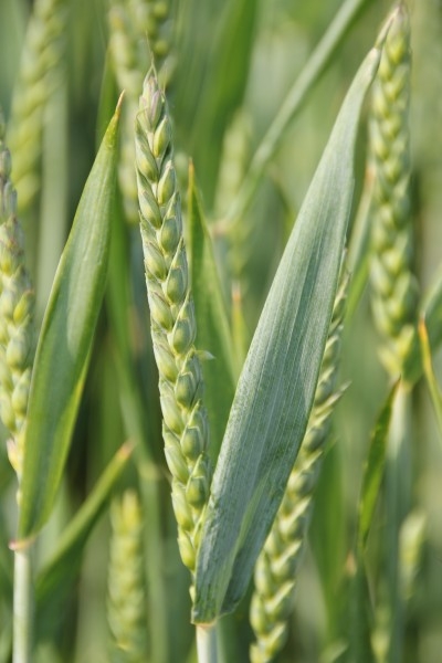 绿色的小麦植物图片