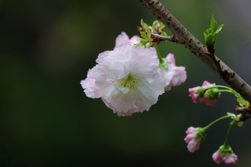 初次盛开的樱花图片