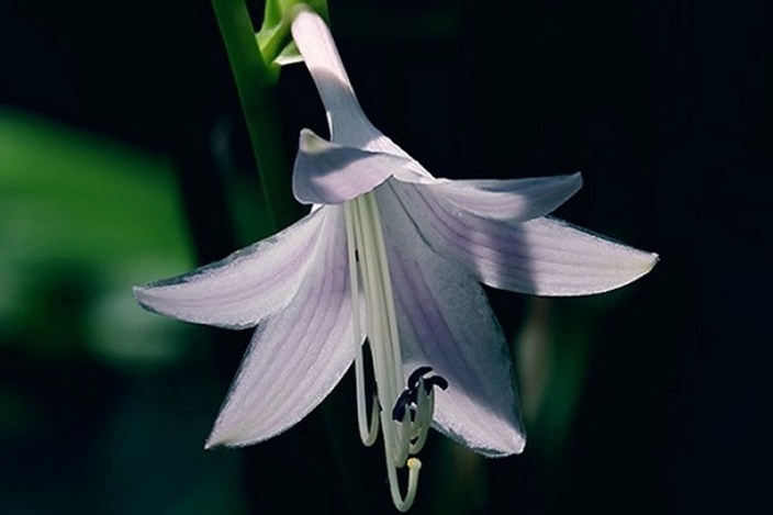 草本植物紫萼开花高清摄影图片