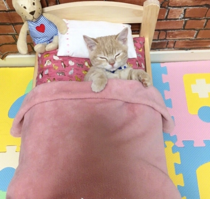 一只赖床的可爱小猫图片