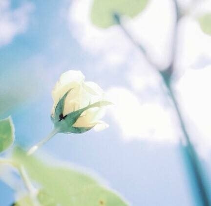 唯美小清新的花朵图片