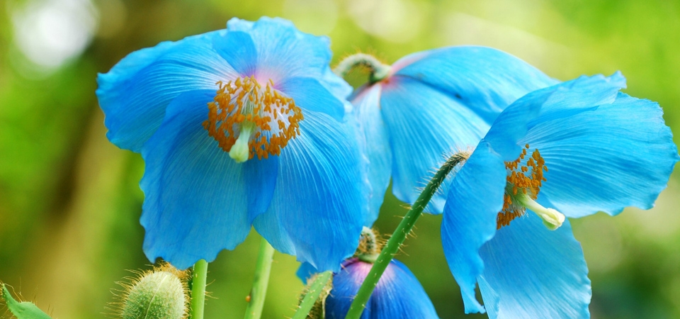 美丽的蓝色的罂粟花植物图片