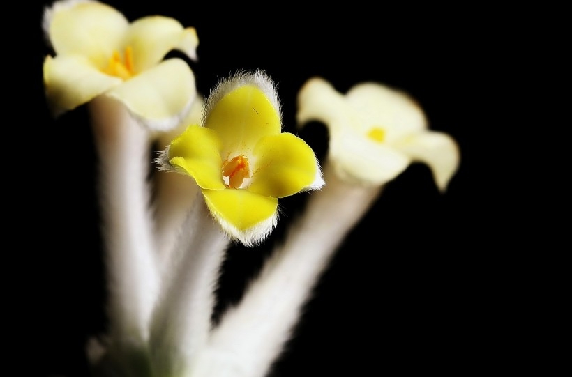 摄影师相机下的植物结香花图片