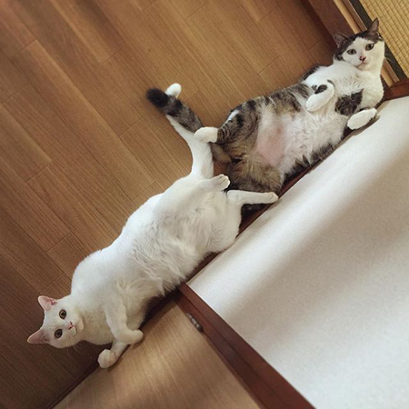葵少女别人家的猫可爱图片