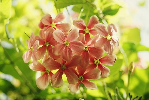 小清新唯美花朵意境图片