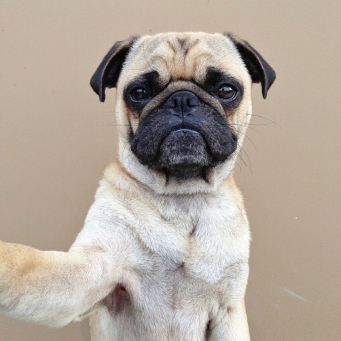 萌犬八哥可爱写真图片