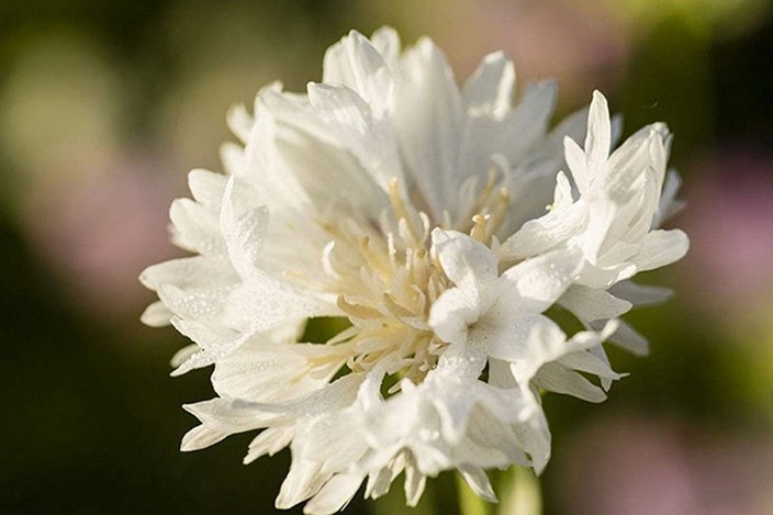 清新自然矢车菊唯美花卉植物写真图片