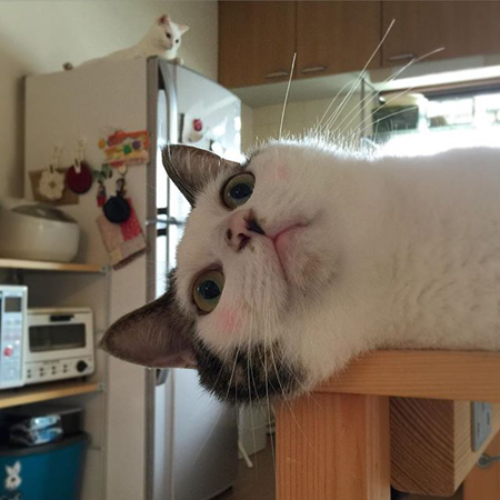 葵少女别人家的猫可爱图片