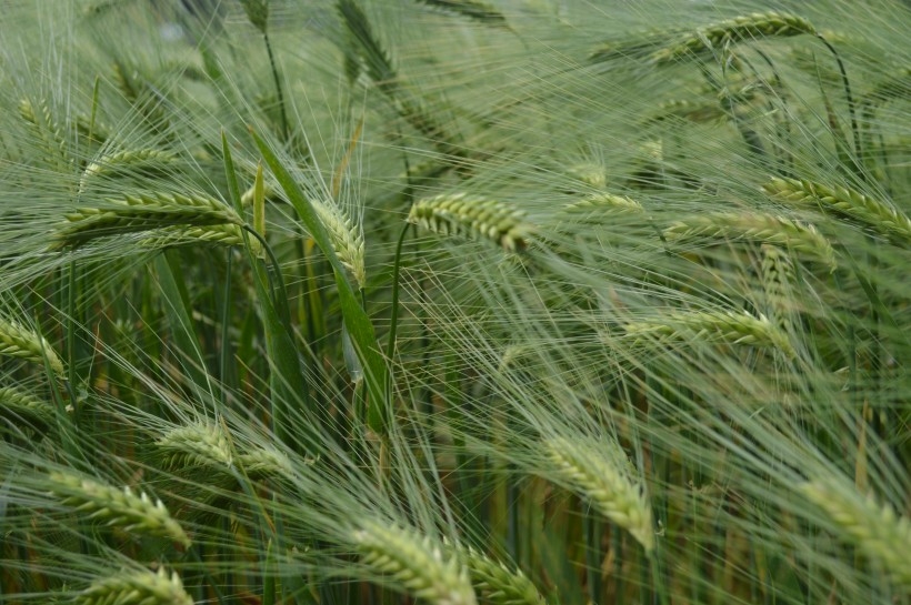 绿色的小麦植物图片