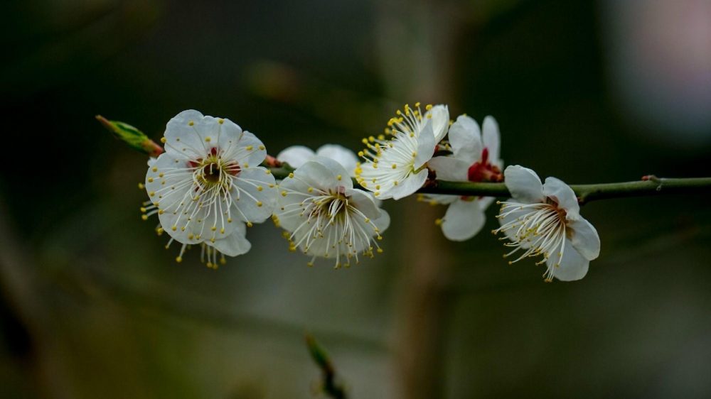 白里透红的梅花电脑壁纸